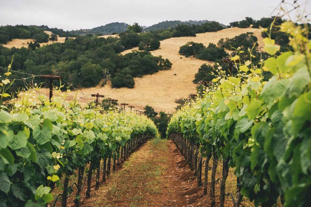 Wildwood Vineyard rows of wine plants