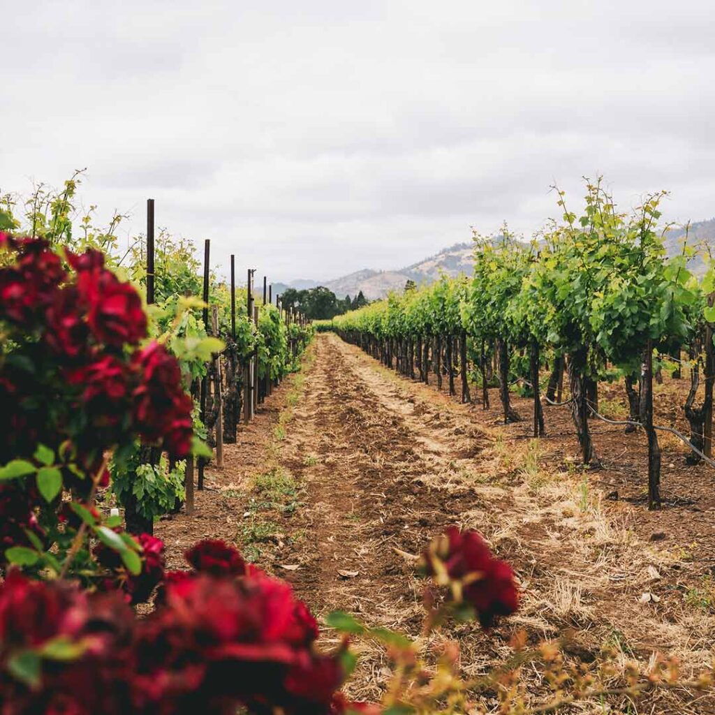 rose bush in vineyard