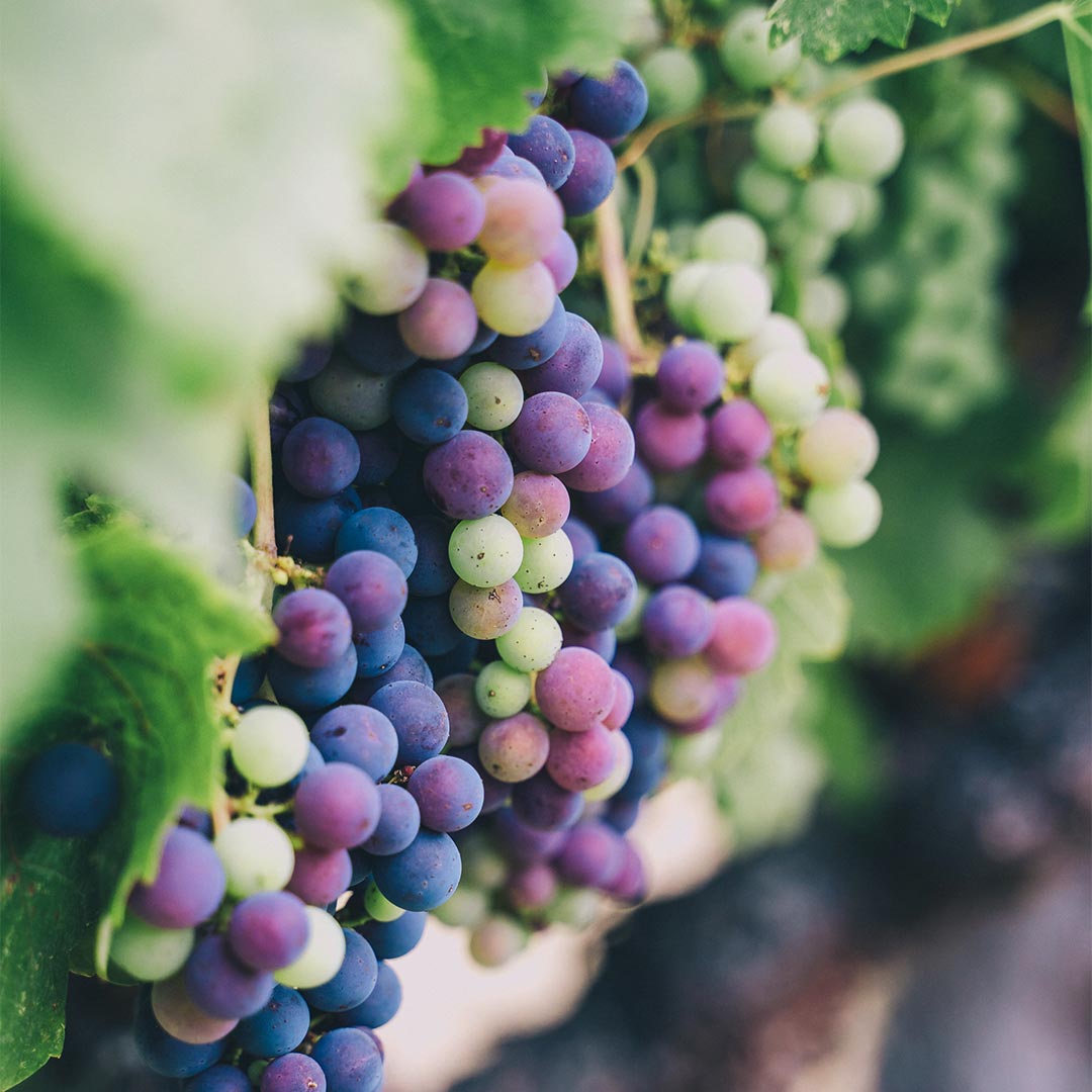 close-up of purple and green grapes on the vine