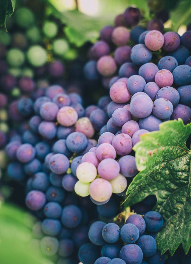Wine grapes close-up
