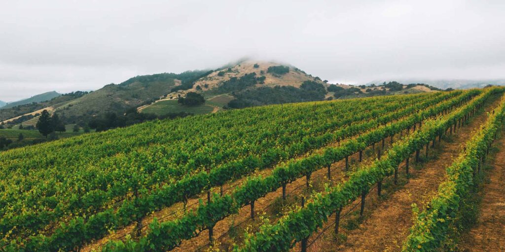Monticello Vineyard landscape