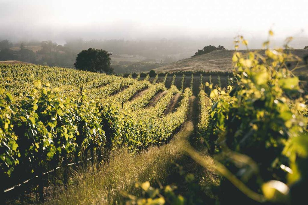 sprawling vineyard and mountains in the distance