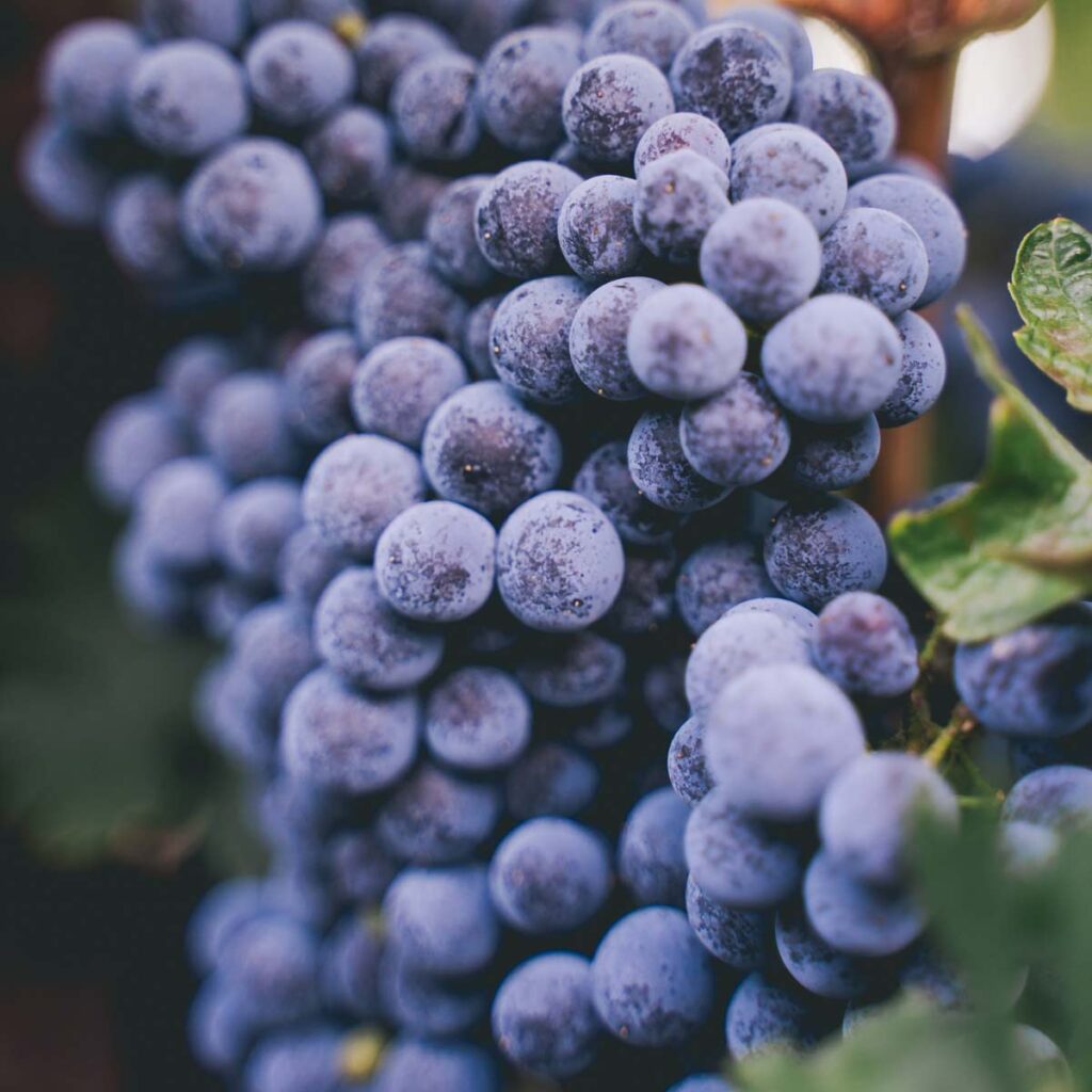 grapes in focus