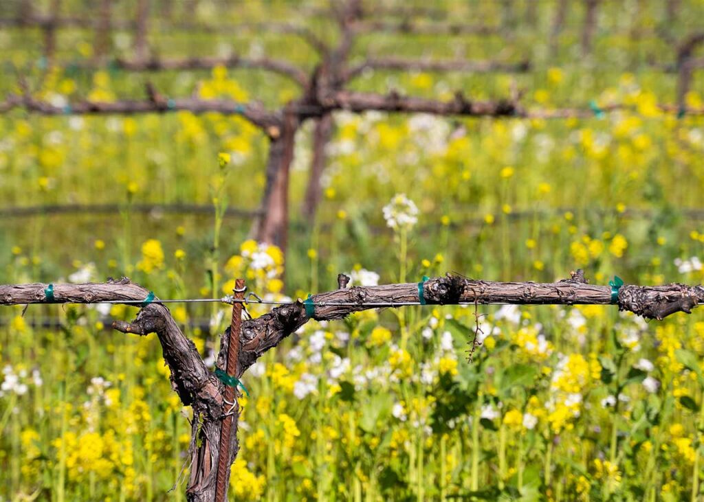 wild flowers growing around vineyard
