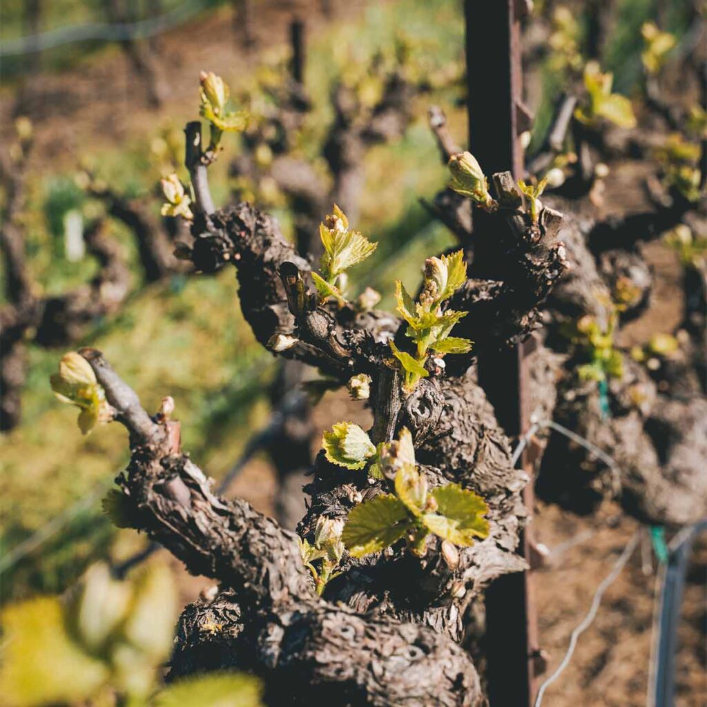 Close-up of vines