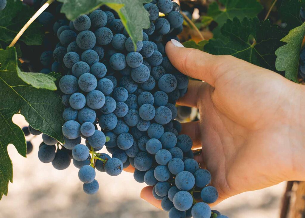hand holding wine grapes ready for harvest