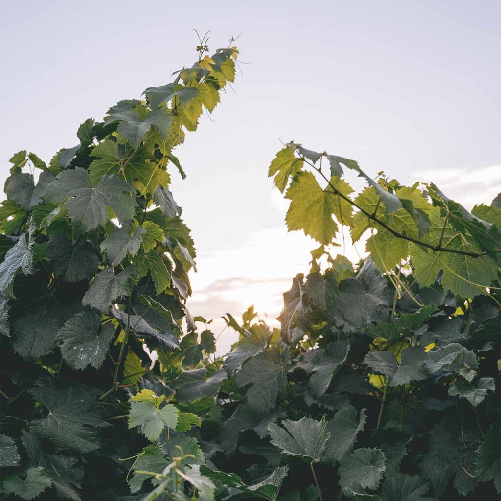 wine vines growing towards the sky