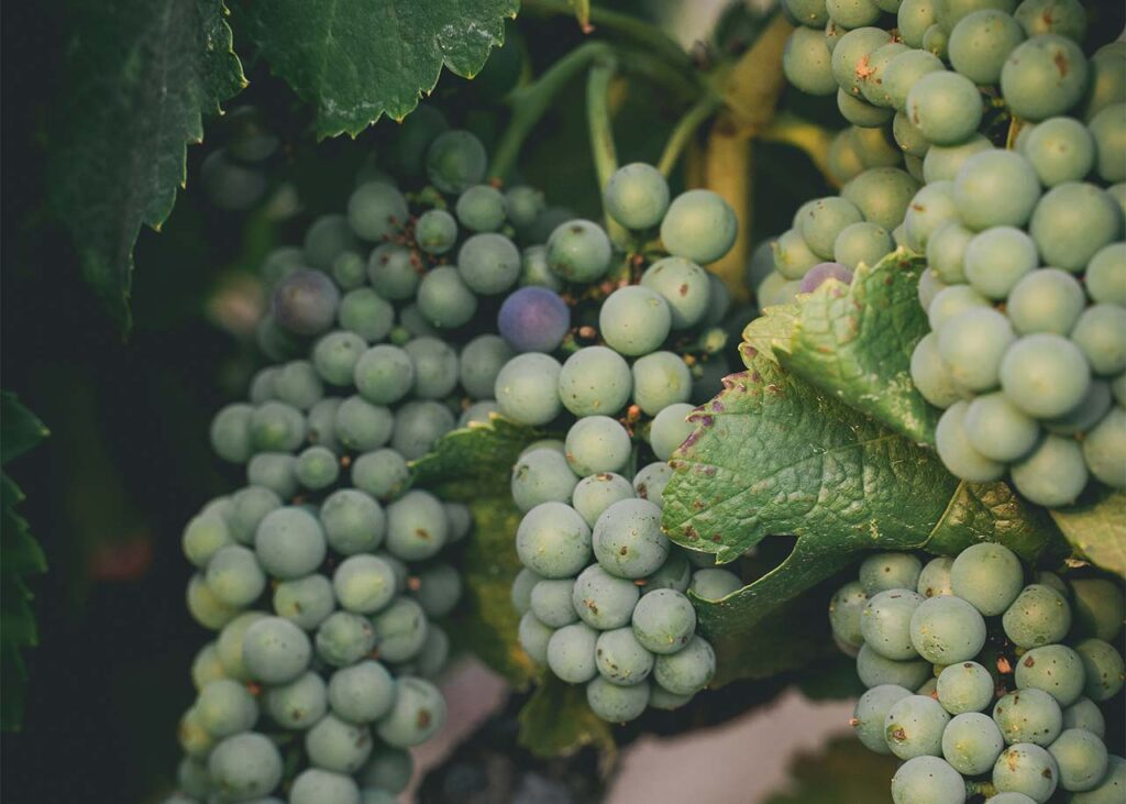 white wine grapes in focus