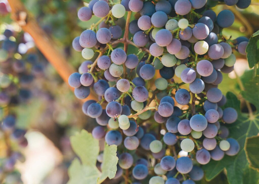 close up of purple wine grapes in Bidwell Creek Vineyard