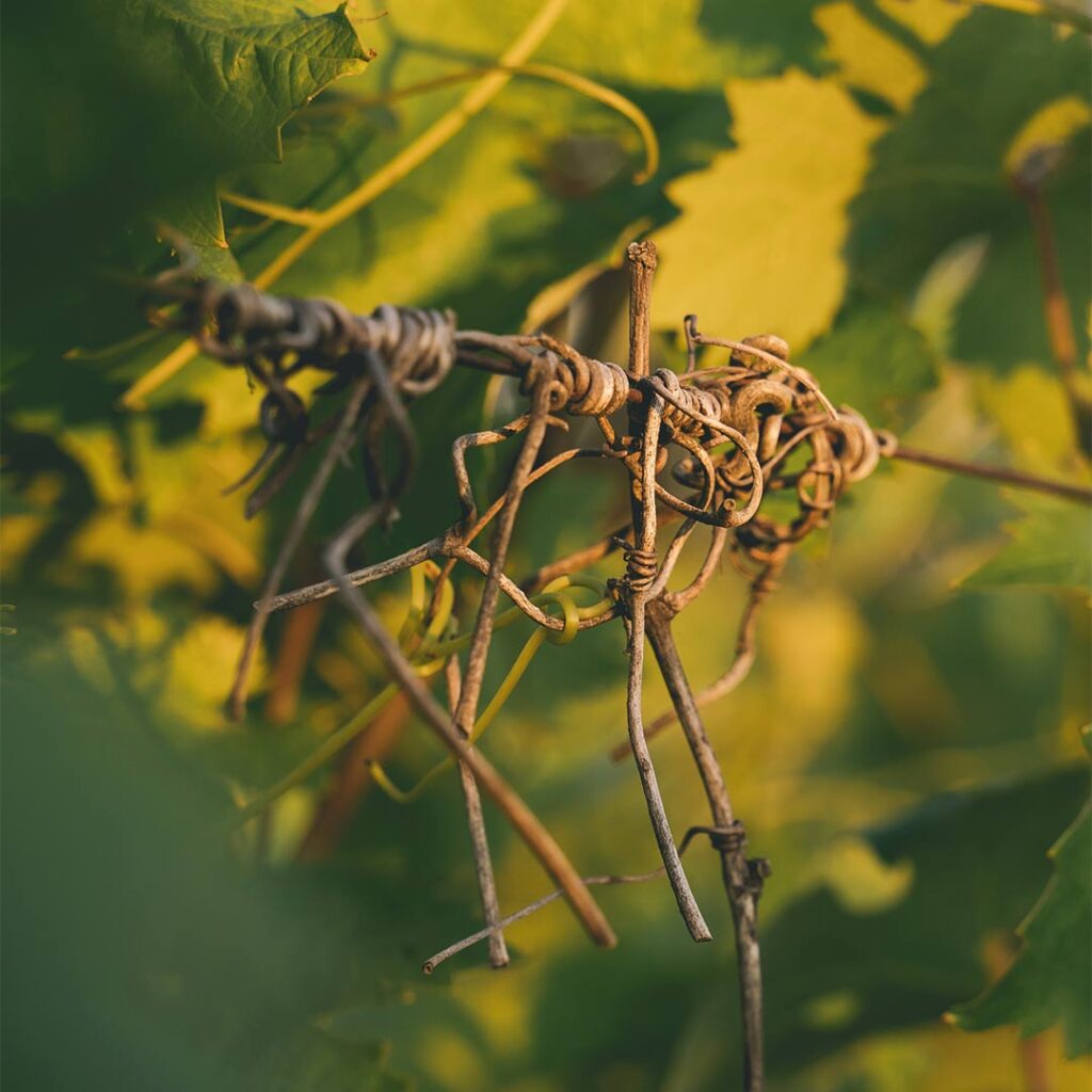 vines wrapped around wiring