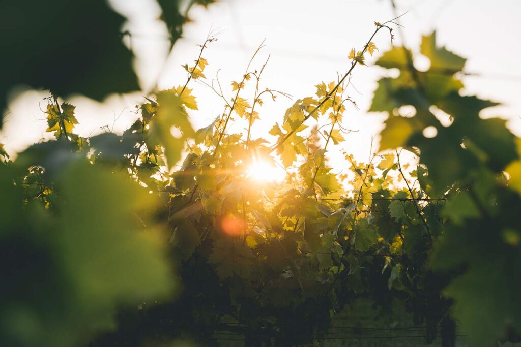sun poking through vineyard vines