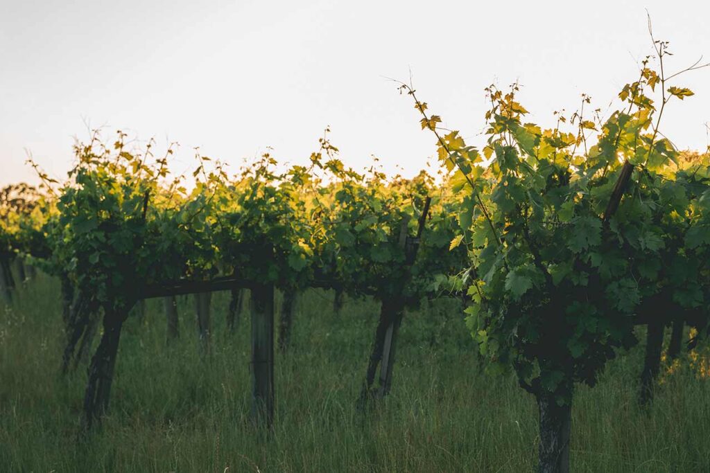 Boschetti Family Vineyards field at dusk