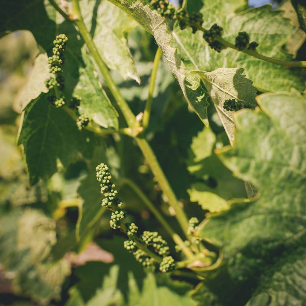 budding wine grape close-up