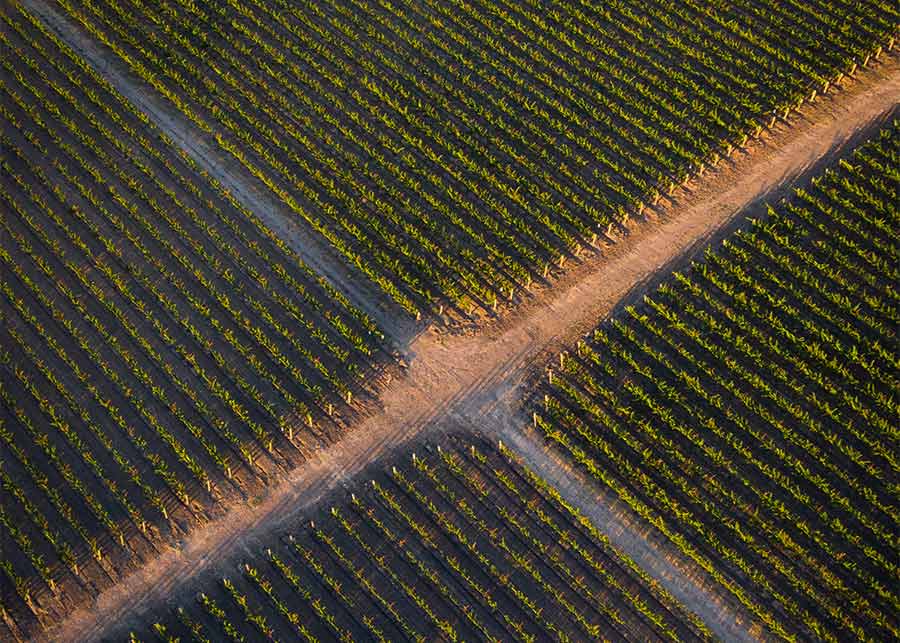 dirt road running through Hine Ranch Vineyard