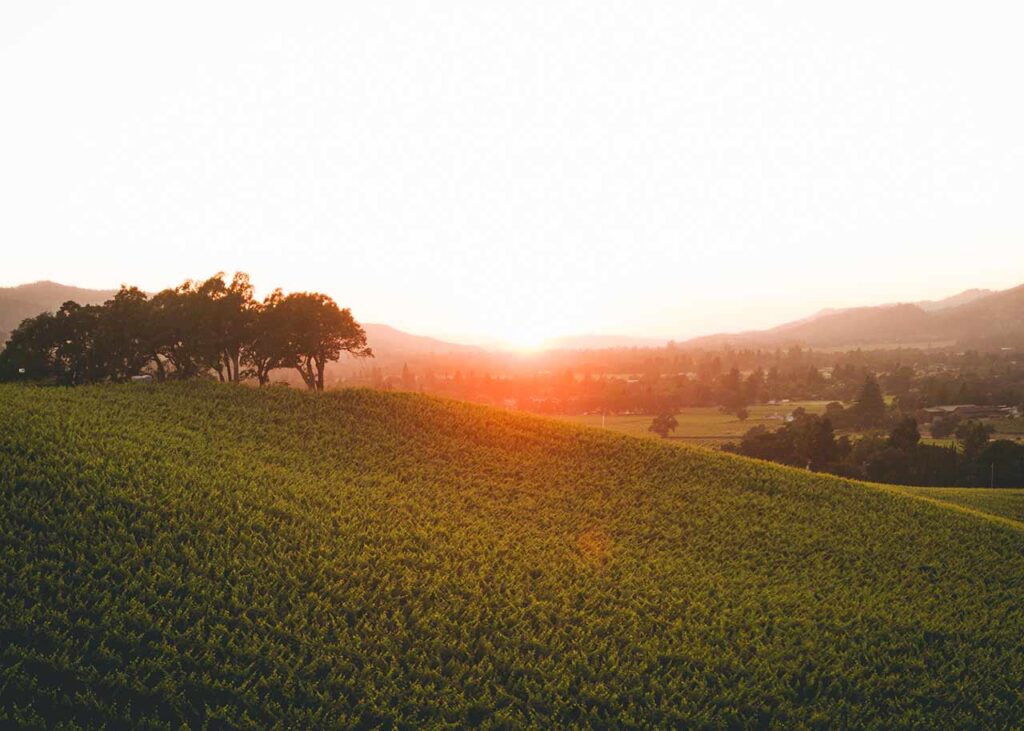 sun setting over the horizon of a Northern California vineyard