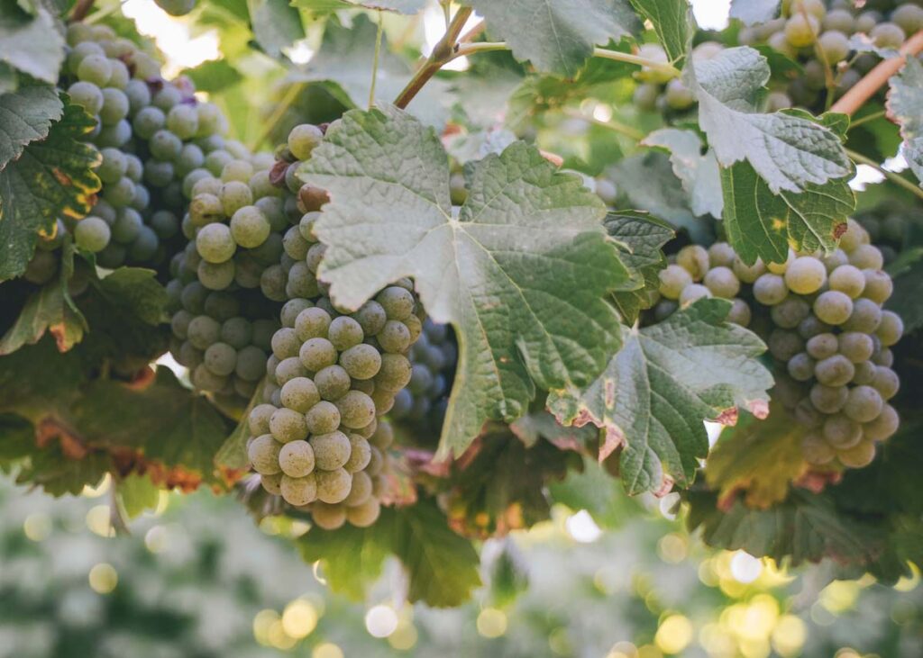 close-up of white grape bushels ready for harvest