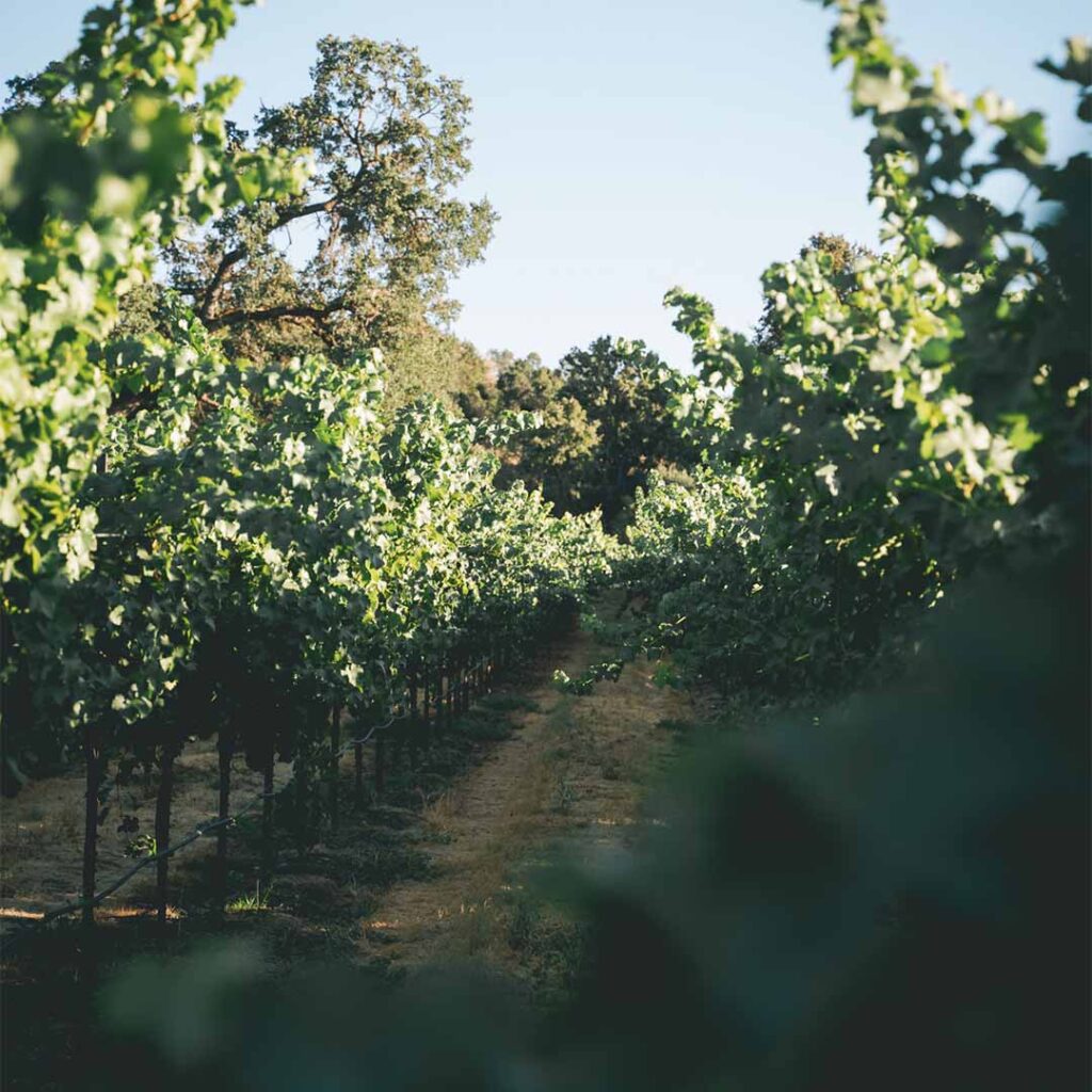 looking through vines at vineyard
