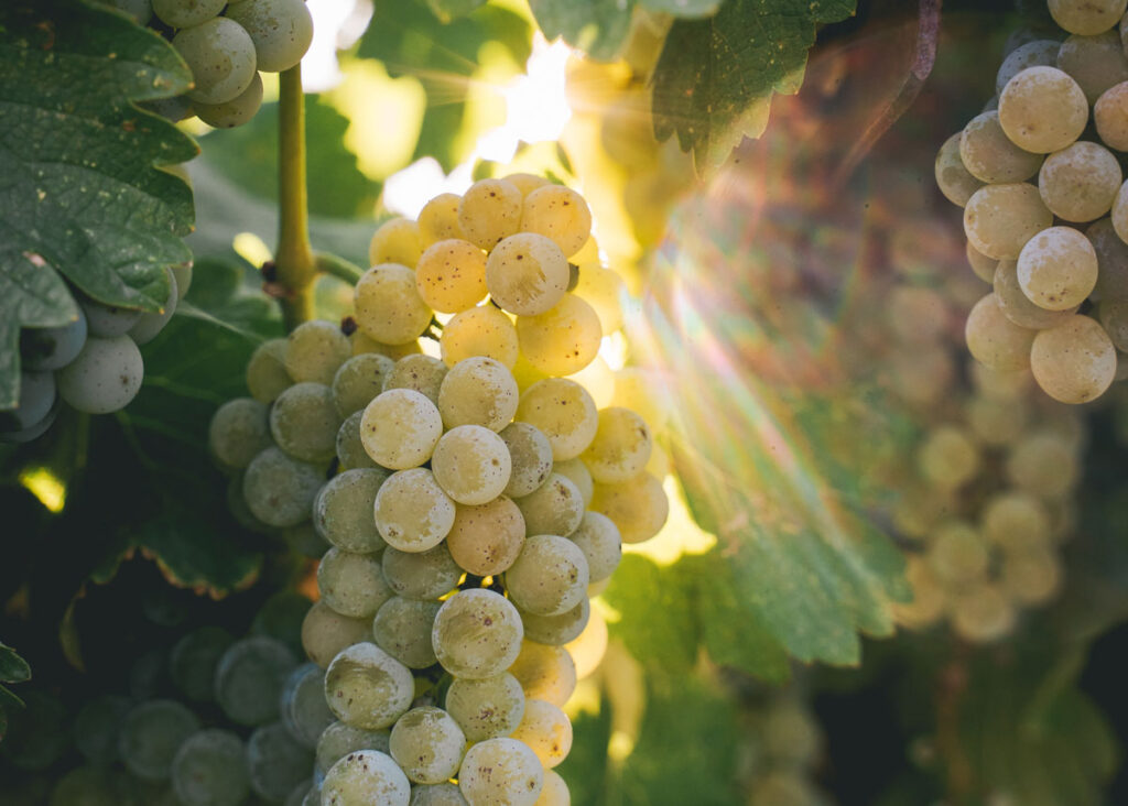 close-up of white grapes with the sun shining through the vines in the background