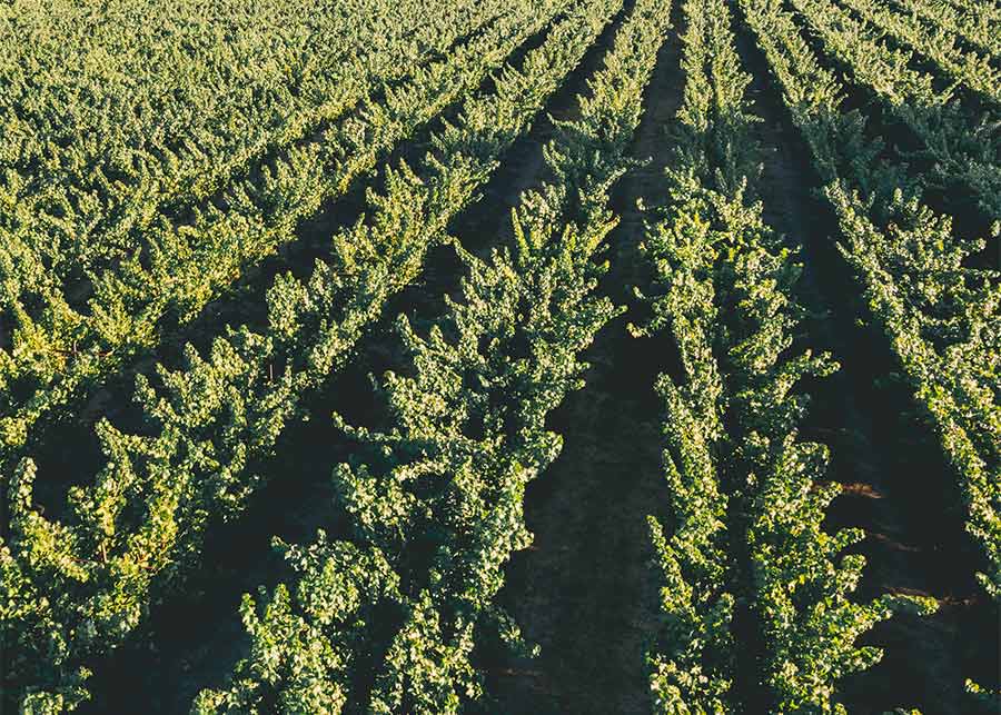 drone view of McDermaid Vineyard