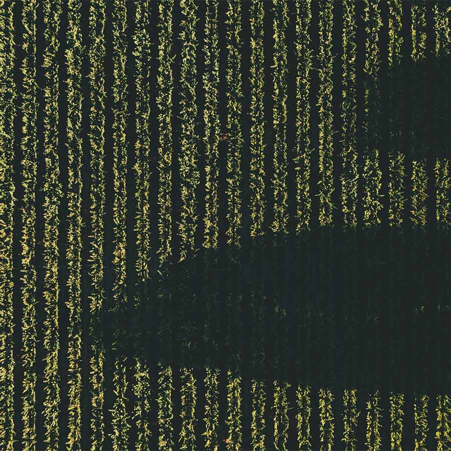 birds eye view of large shadows cast across vineyard