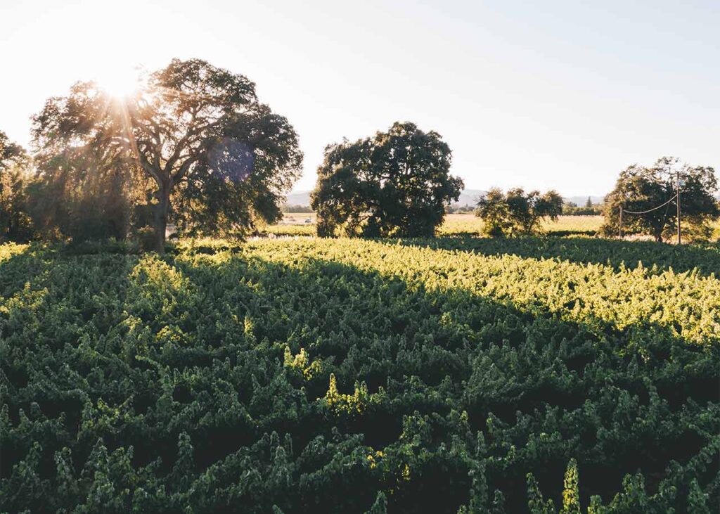 sun shining through the trees at McDermaid Vineyard