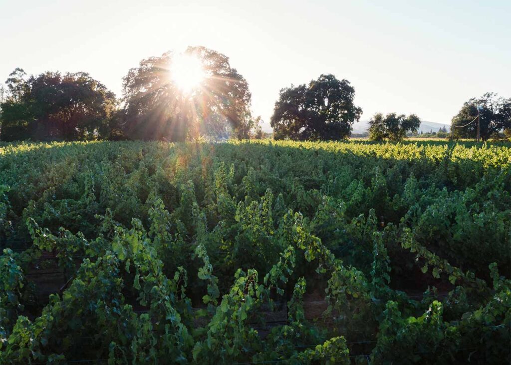 sun shining through the trees at McDermaid Vineyard