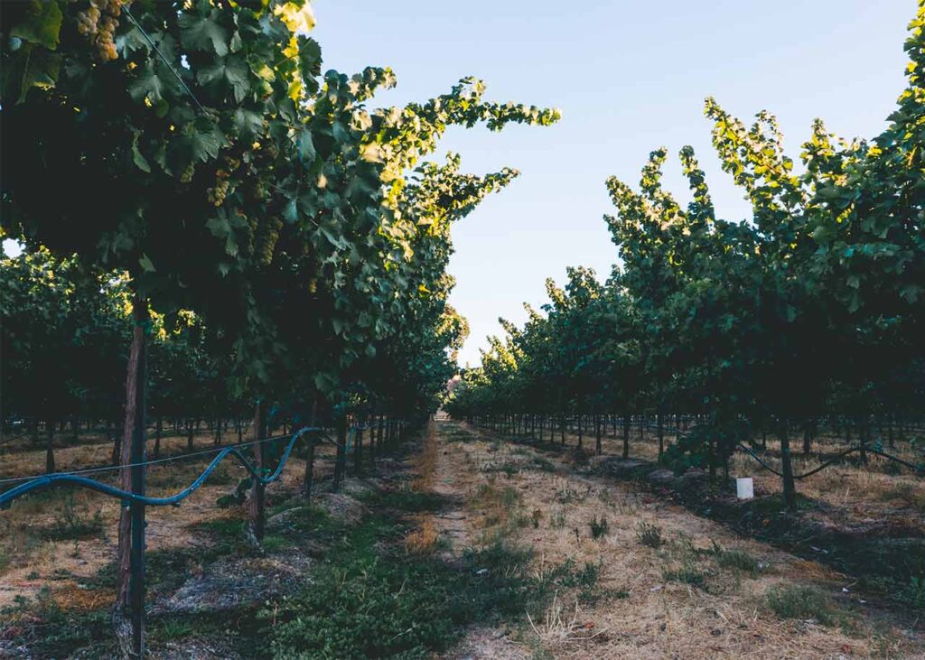ground view of vineyard