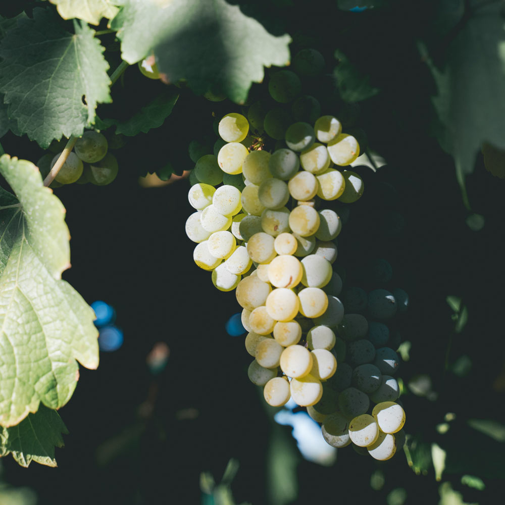 white grapes glowing in the sunshine