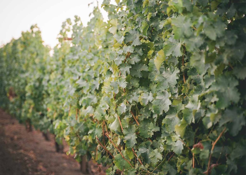 wall of vines