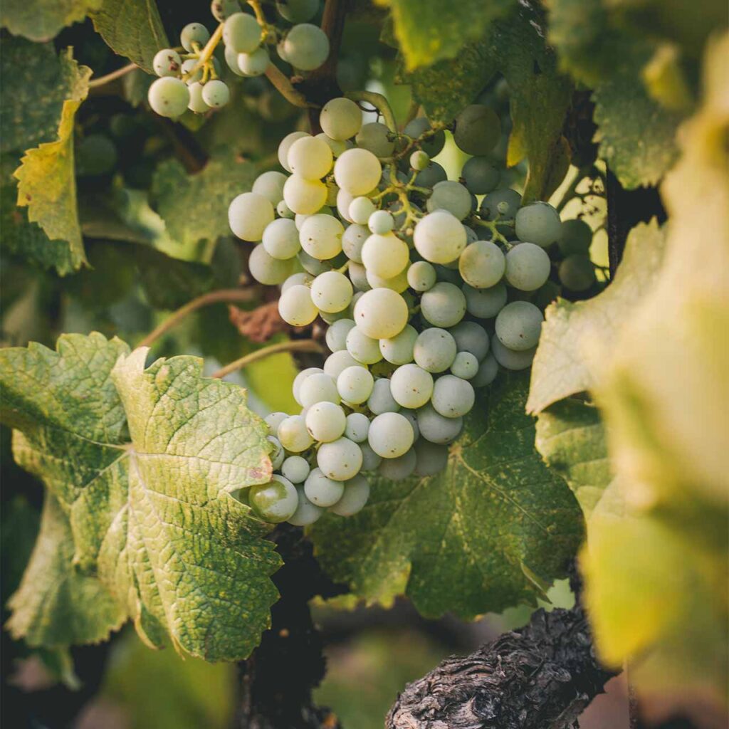 white grapes ready for harvest