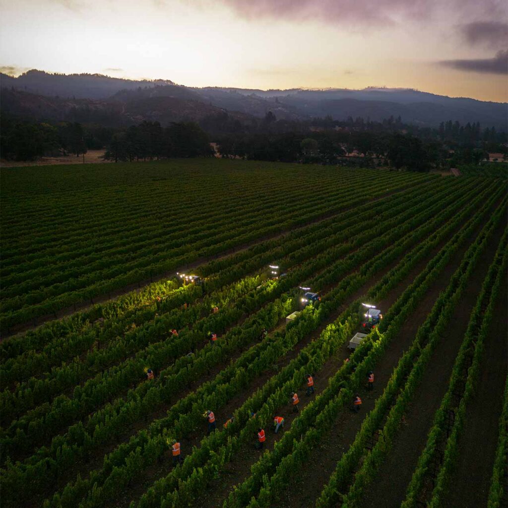 workers in harvest trucks during wine harvest in the early morning