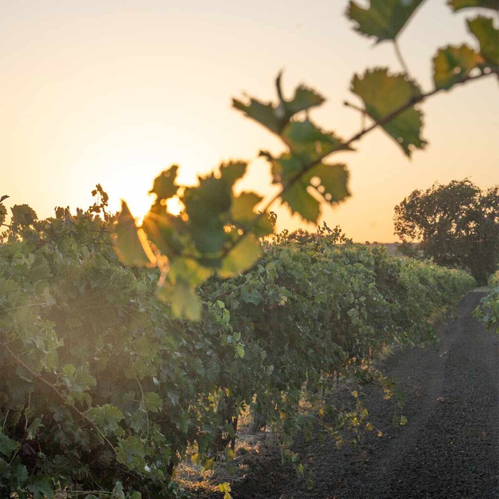 sun setting behind vines