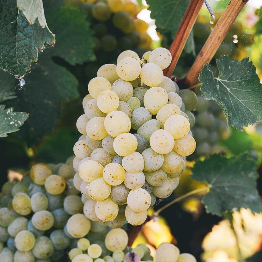 white grapes in focus
