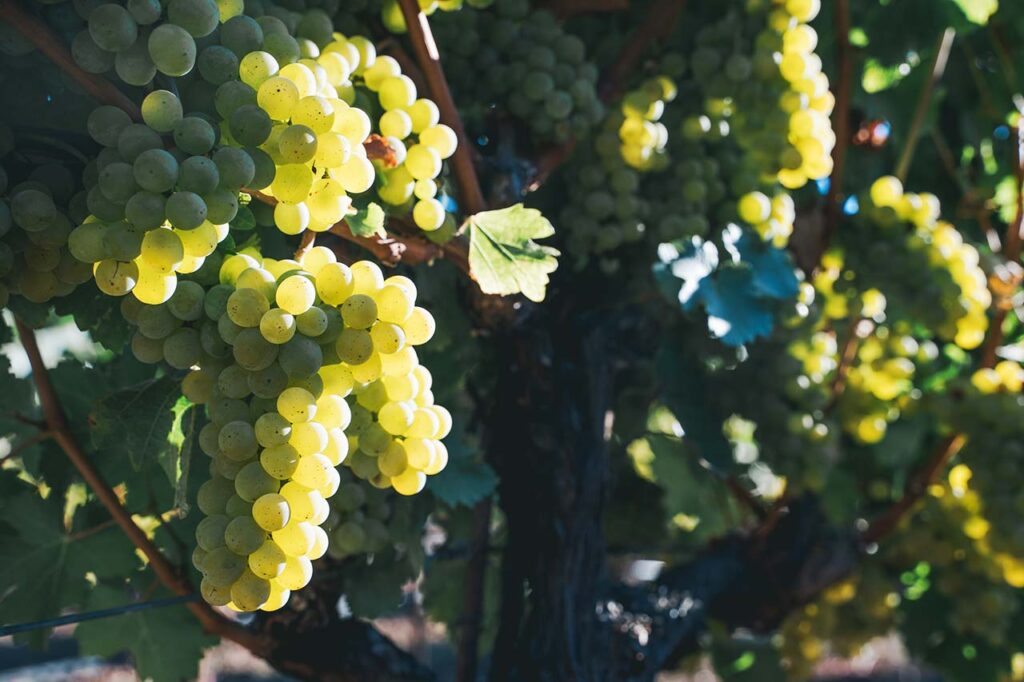 white grapes glowing in the sunlight
