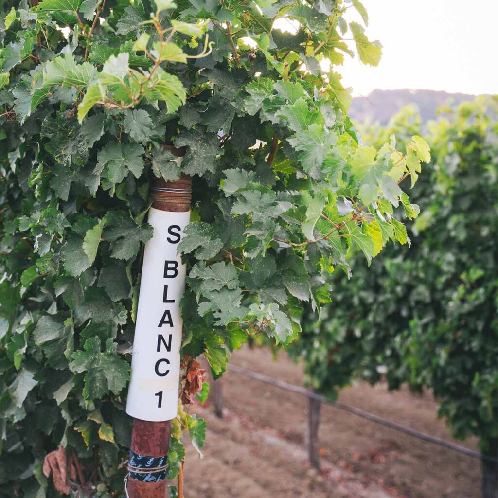 sauvignon blanc post sign
