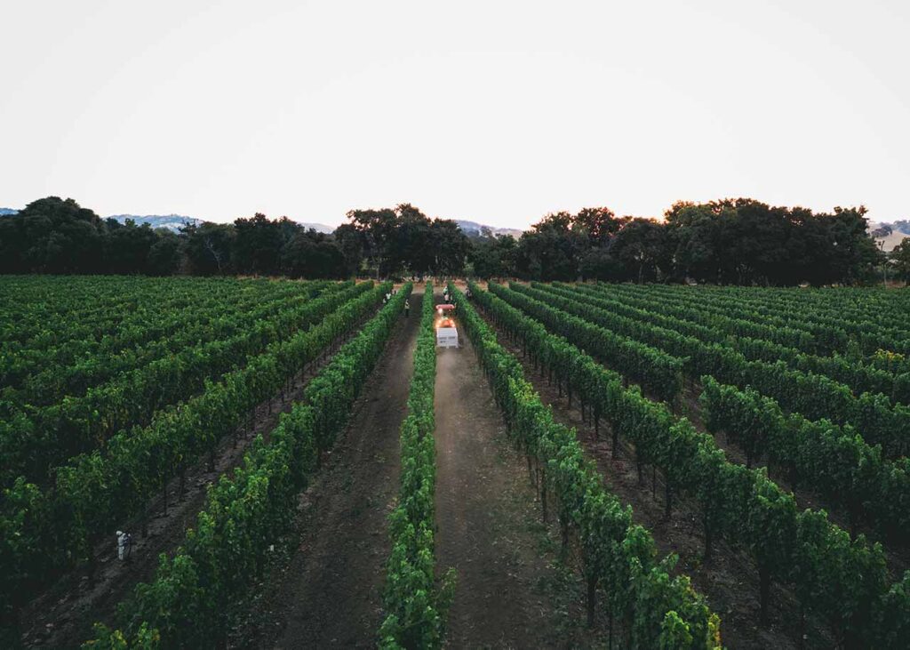 wine harvest in the early morning
