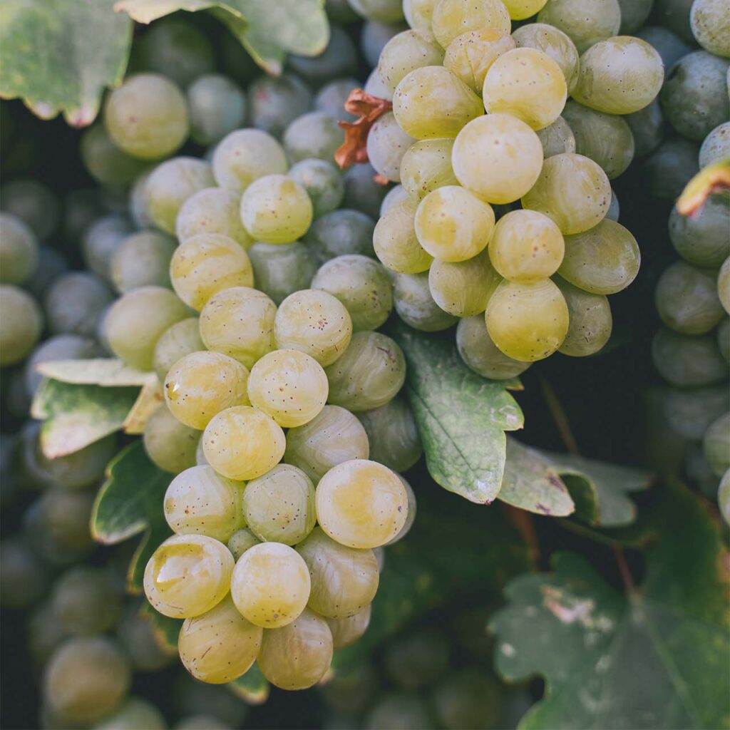 close-up of white grapes ready for harvest
