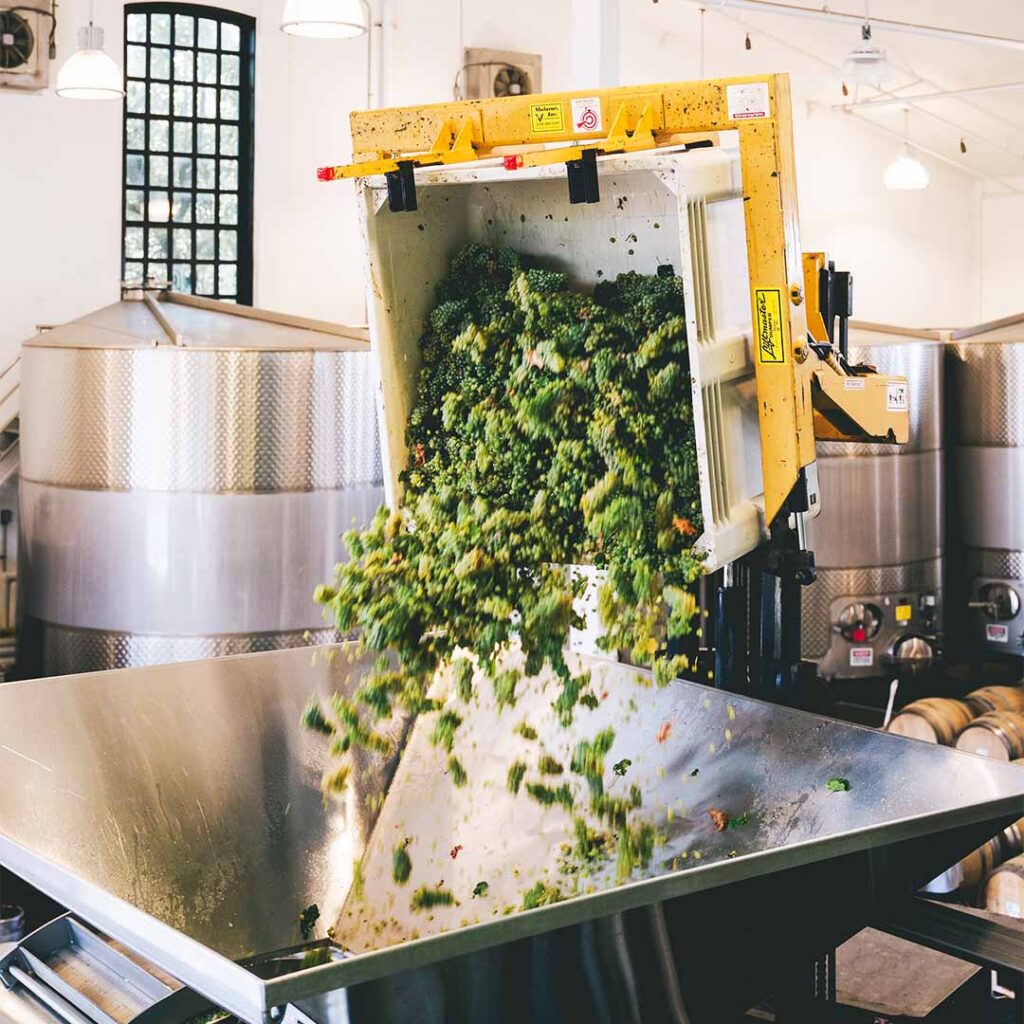 wine grapes being poured into fermentation equipment