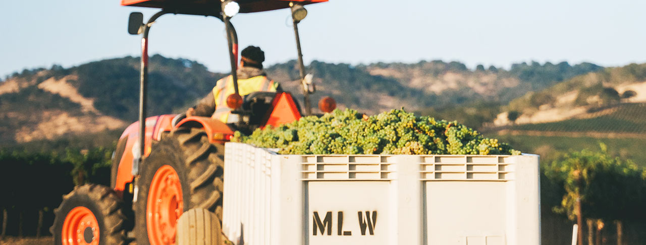 worker driving away with bin full of freshly picked wine grapes