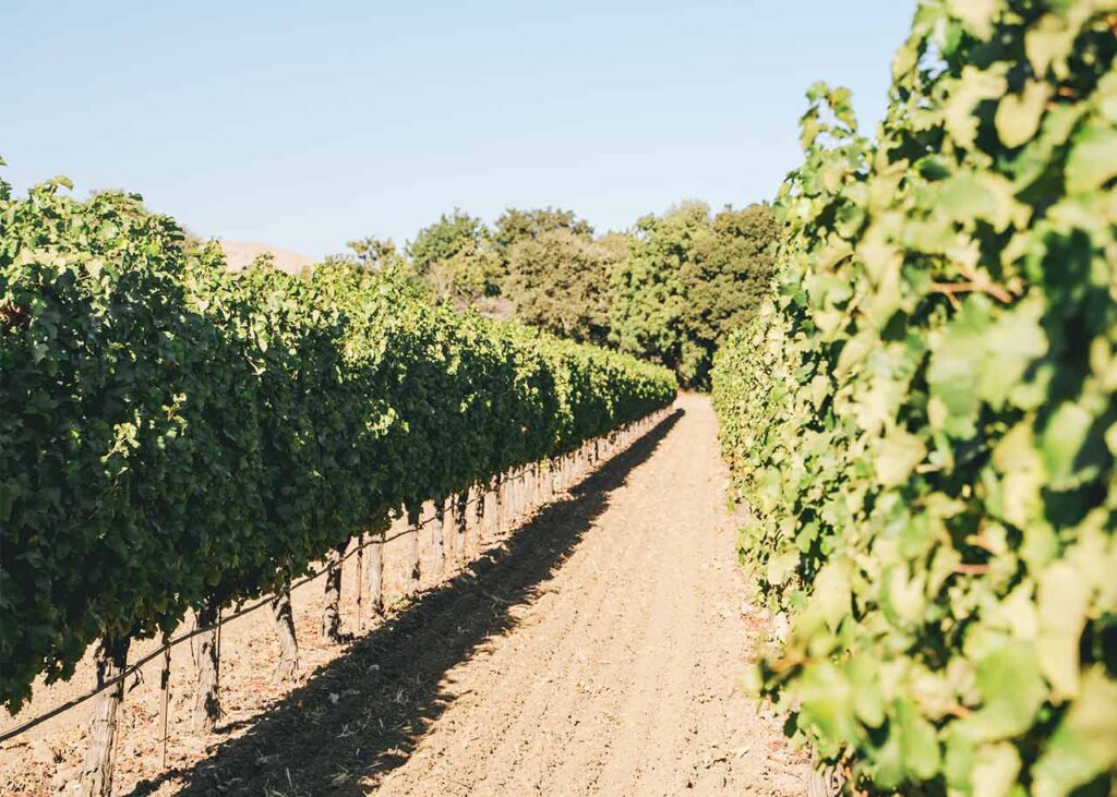 rows of vines at Wooden Valley Vineyard