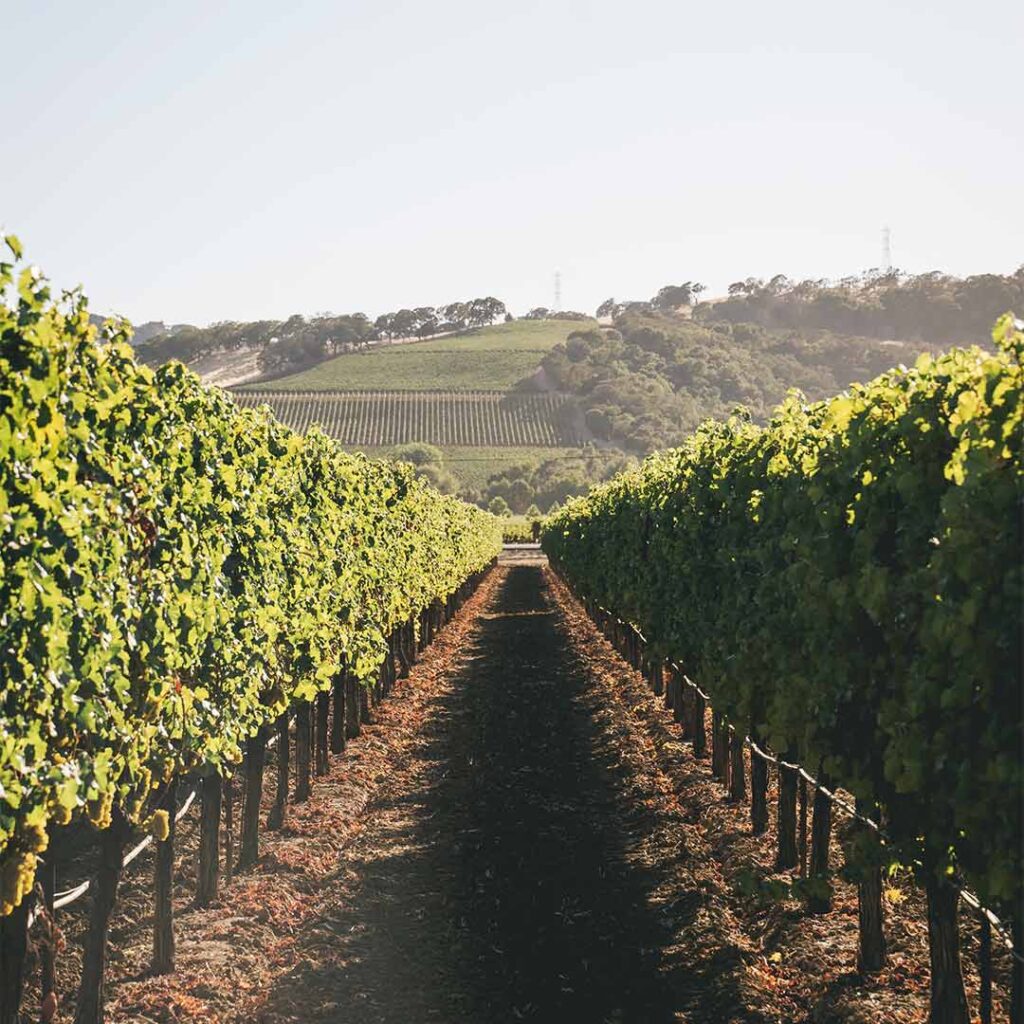 looking down a vineyard row at Wooden Valley Vineyard