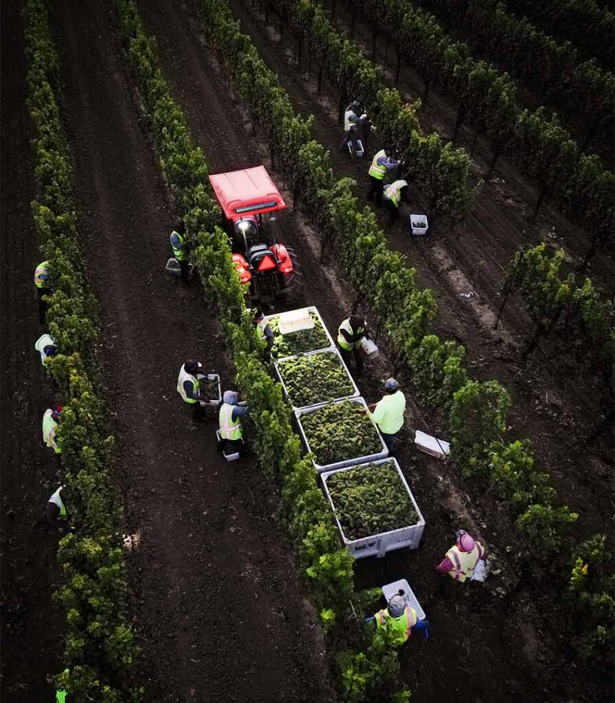 workers hand picking wine grapes during harvest