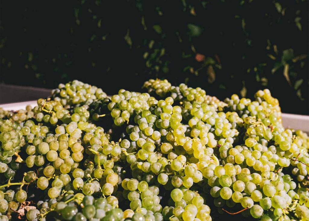bushels of grapes in truck bed after harvest