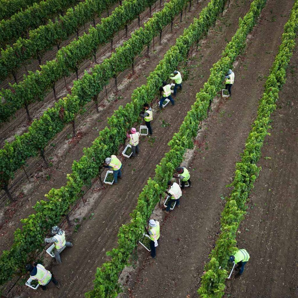 workers harvesting wine grapes at Wooden Valley Vineyard