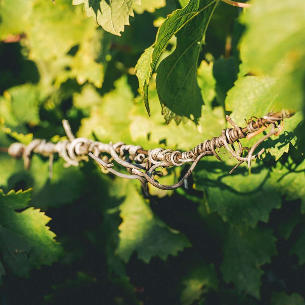 close-up of vineyard wiring