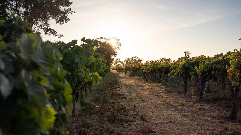 vineyard landscape at dusk