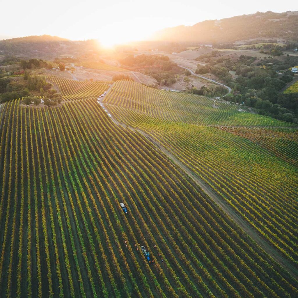 drone view of vineyard at sunset