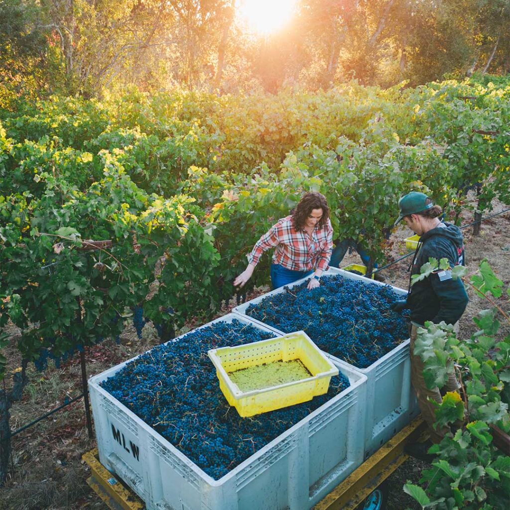 Allison hand inspecting wine harvest