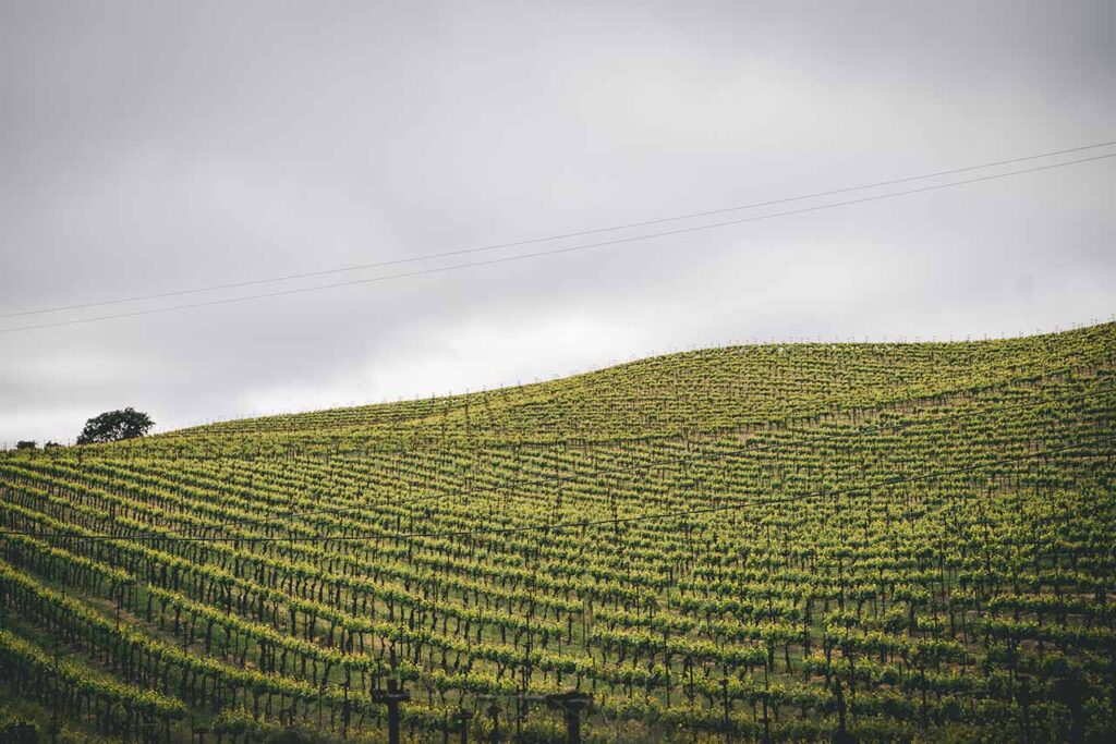 rows of wine vineyard vines