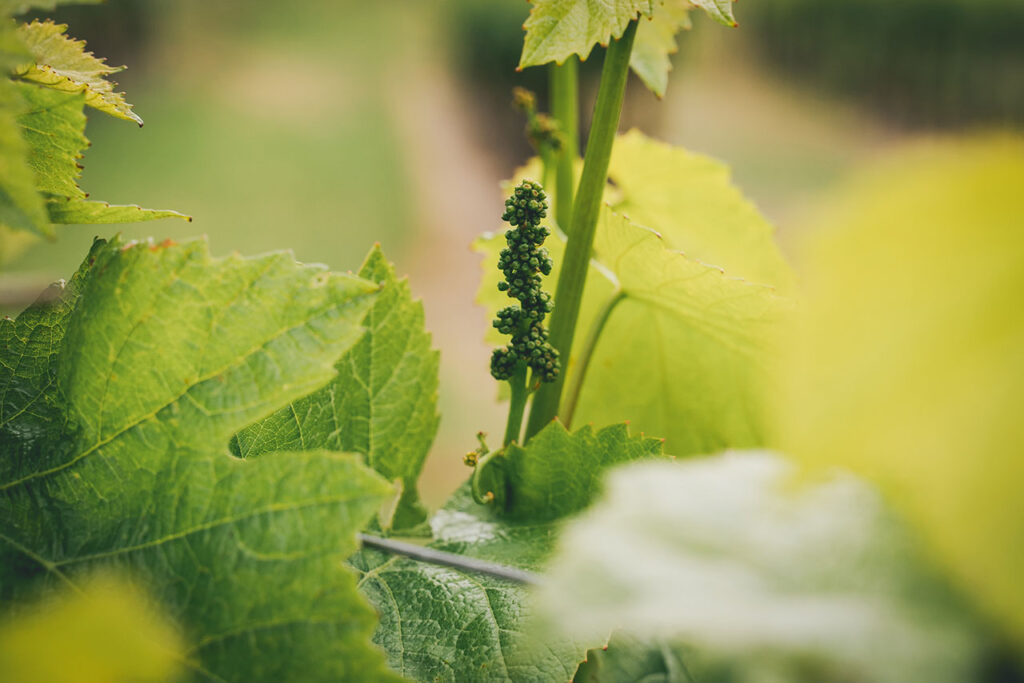 wine plant bud